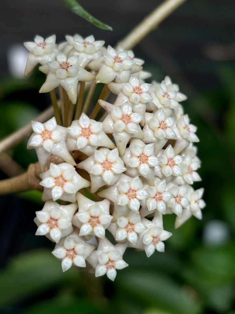 Hoya sp. Ko Chang Is. IML 1508 H127