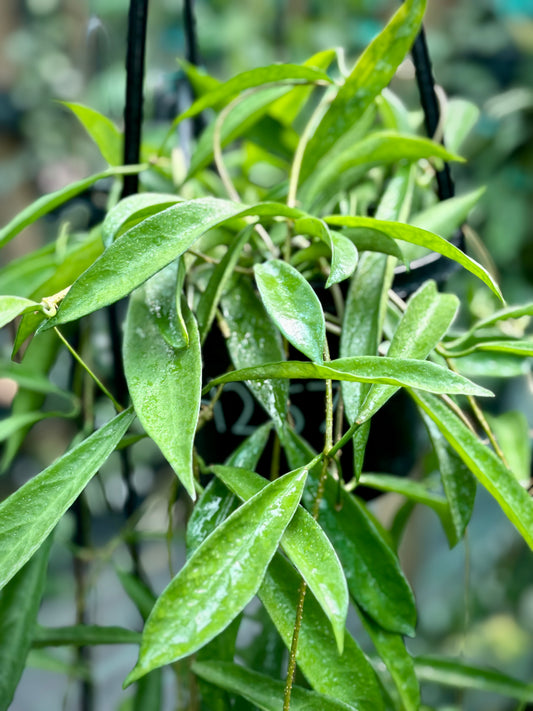 Hoya longifolia IML 0185 H257