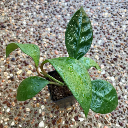 Hoya rundumensis Sarawak IML 1212 H126