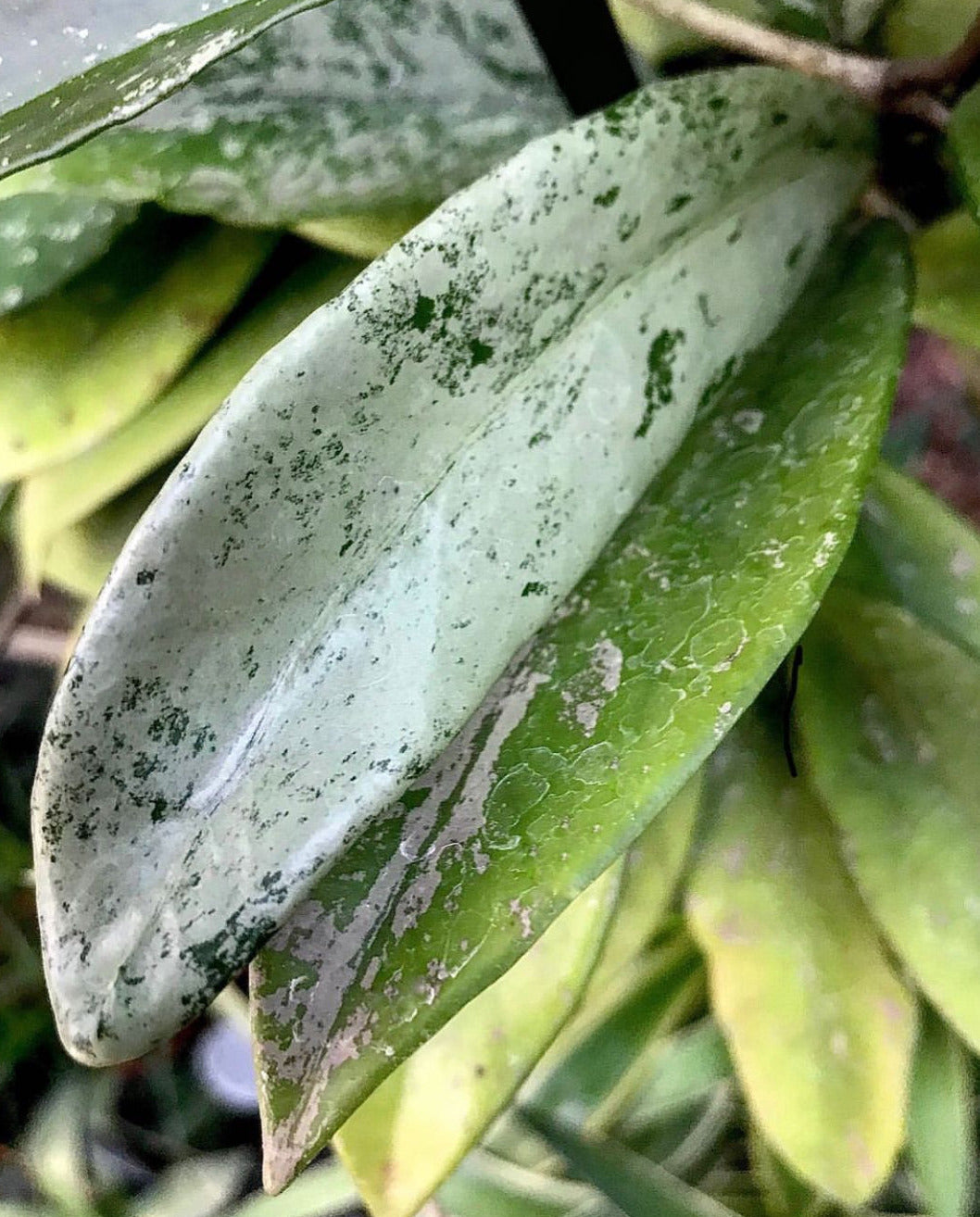 Hoya pubicalyx 'Jungle Garden' H197