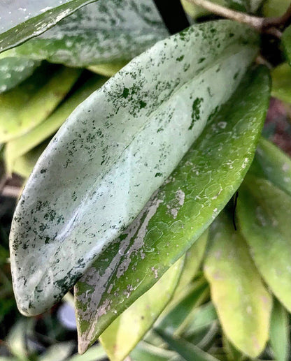 Hoya pubicalyx 'Jungle Garden' H197