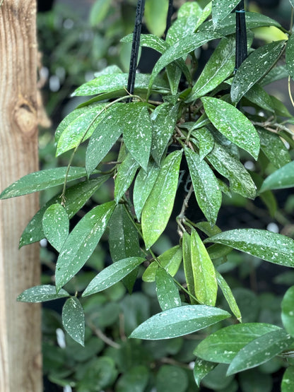 Hoya pubicalyx 'Pink-Silver' IML 0183 H76