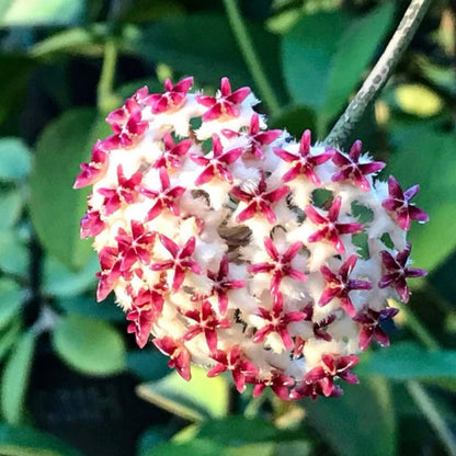 Hoya erythrostemma H173