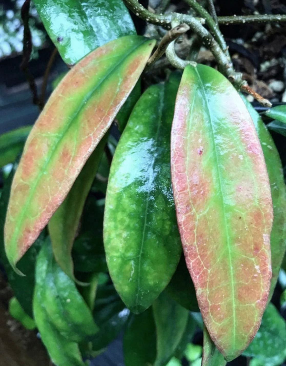 Hoya sp. IPPS8898  IML 1391 H119