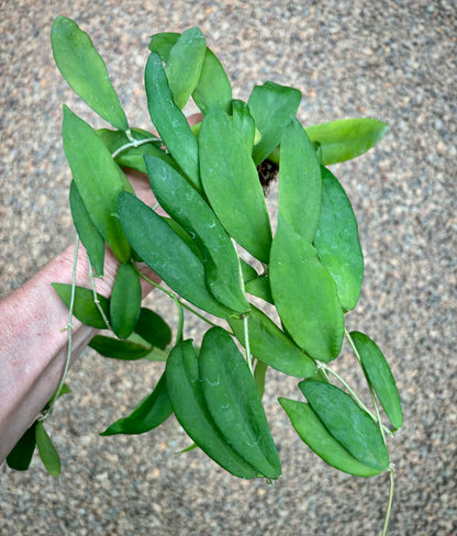 Hoya cagayanensis IML 1600 H279