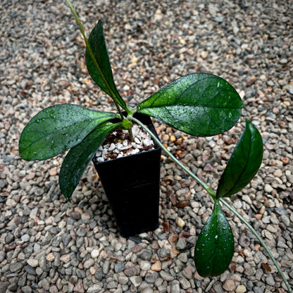 Hoya hainanensis H341