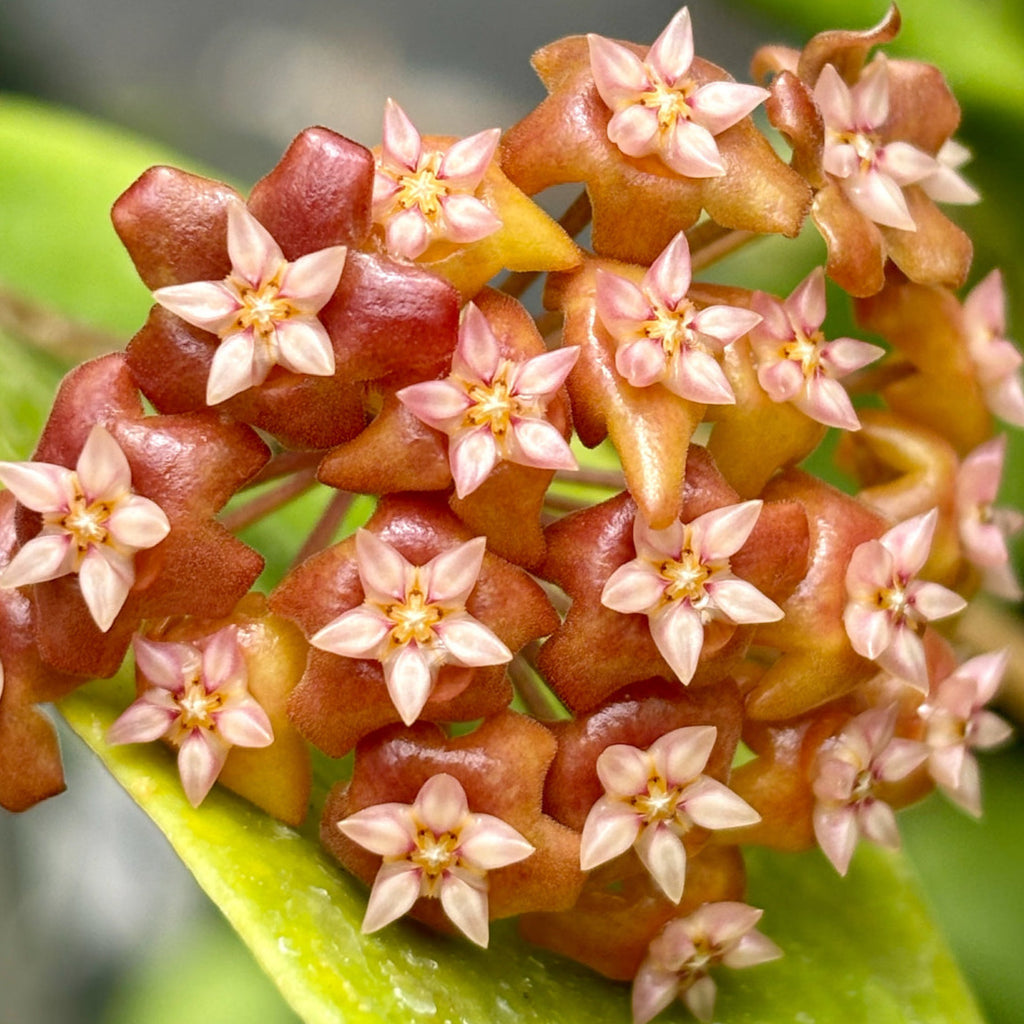 Hoya ilagiorum H183