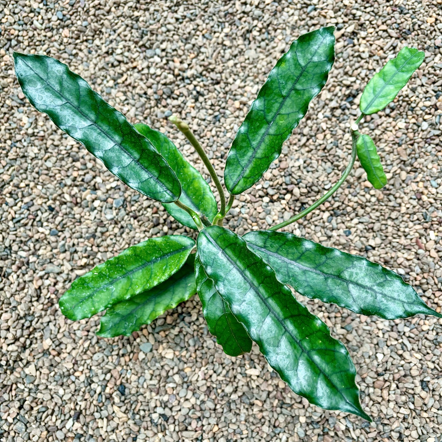 Hoya villosa H268