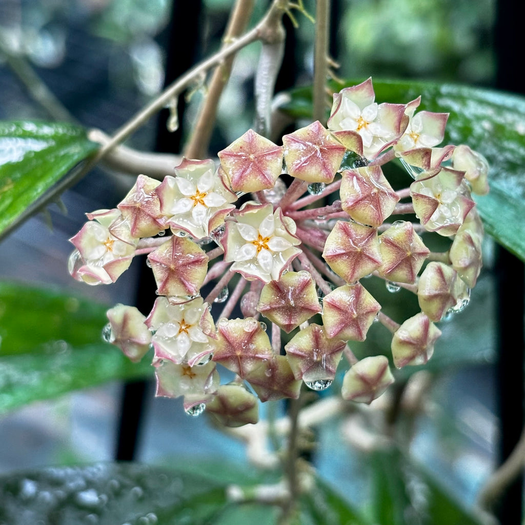 Hoya finlaysonii H265