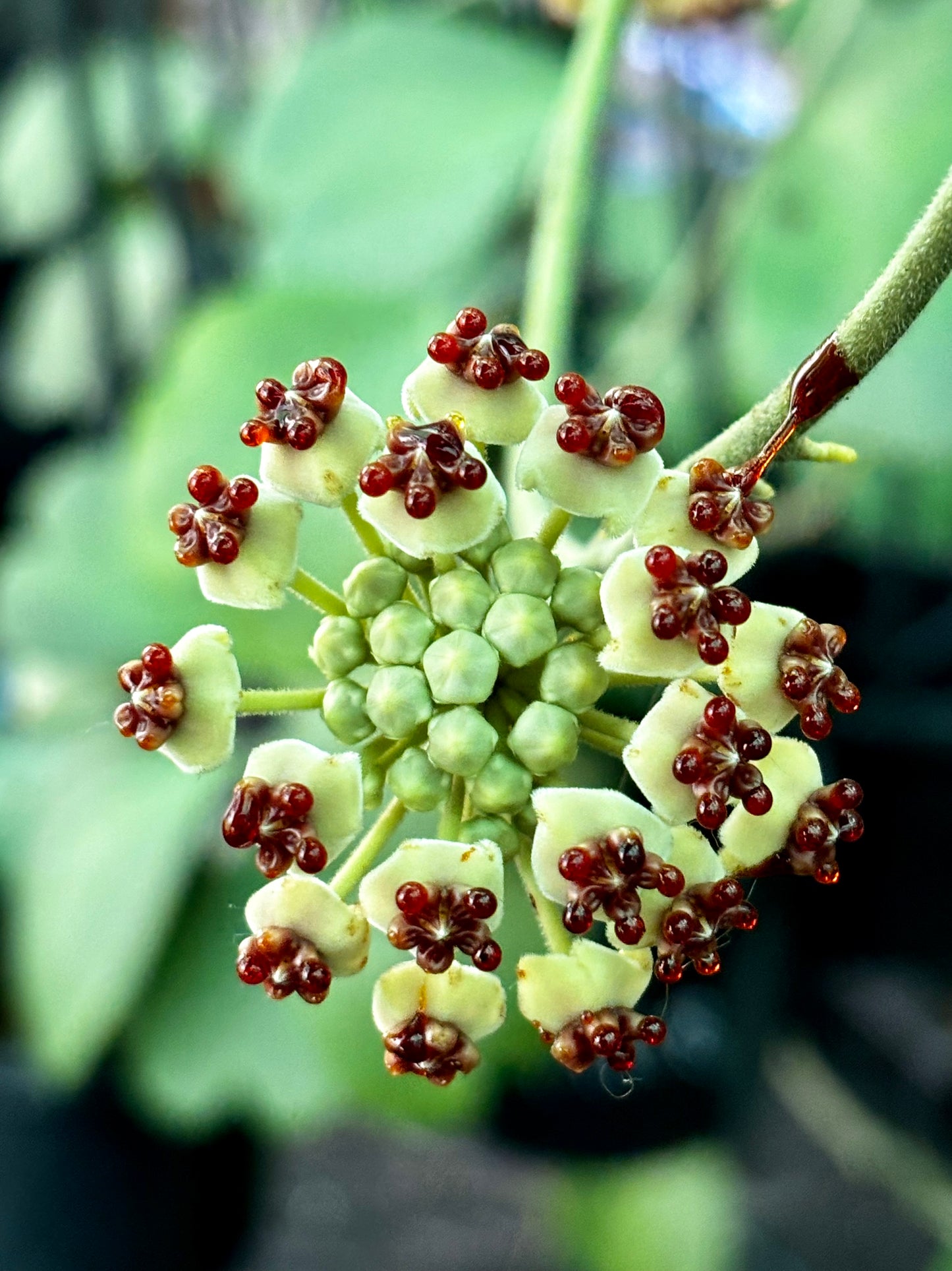 Hoya kerrii variegata IML 1497 H118