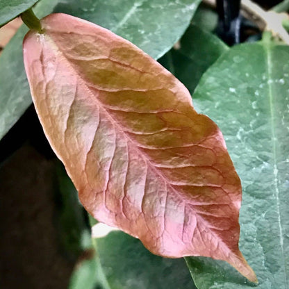 Hoya ischnopus H145