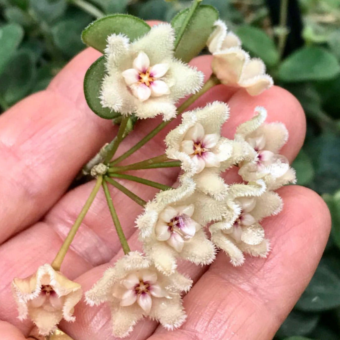 Hoya serpens H176