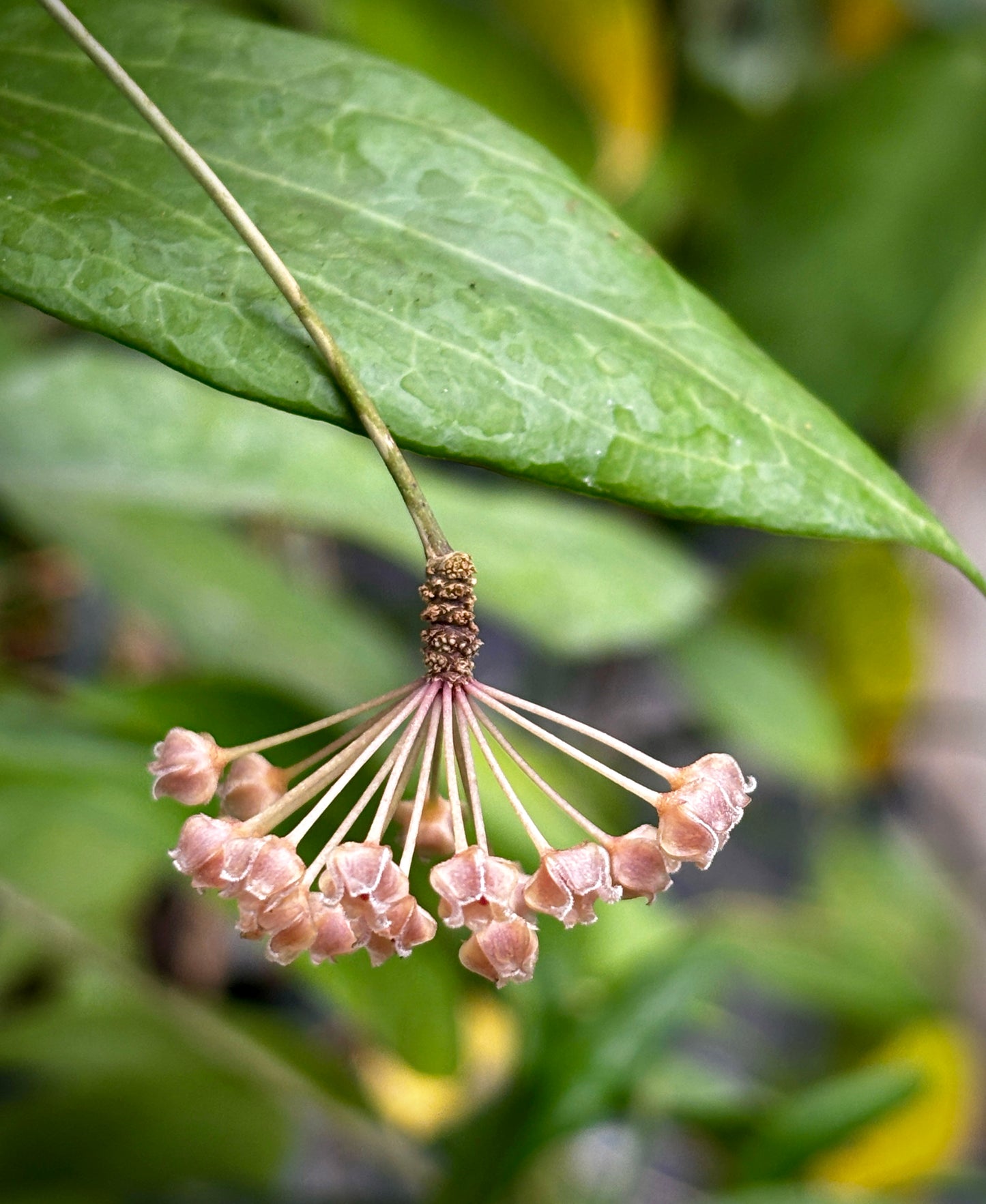 Hoya camphorifolia H147
