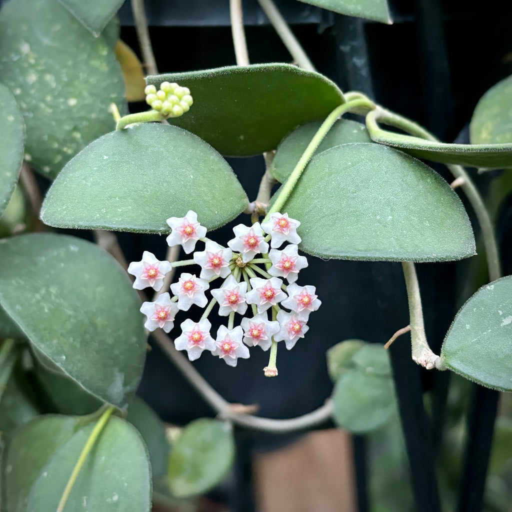 Hoya nummularioides IML 0240 H112