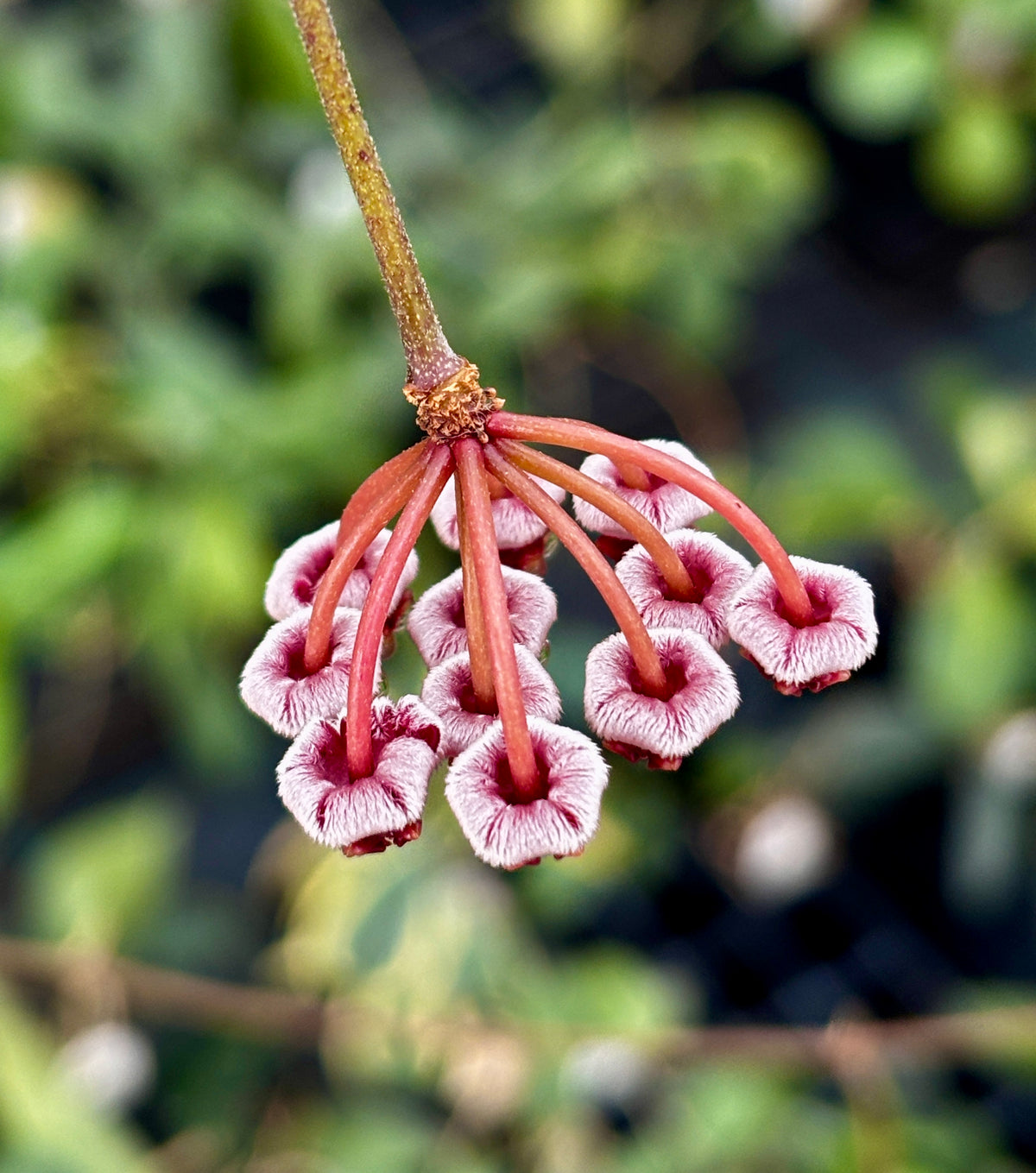 Hoya halophila IML 1116 H103