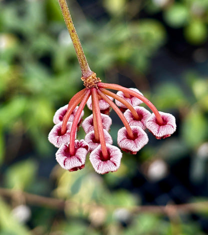 Hoya halophila IML 1116 H103