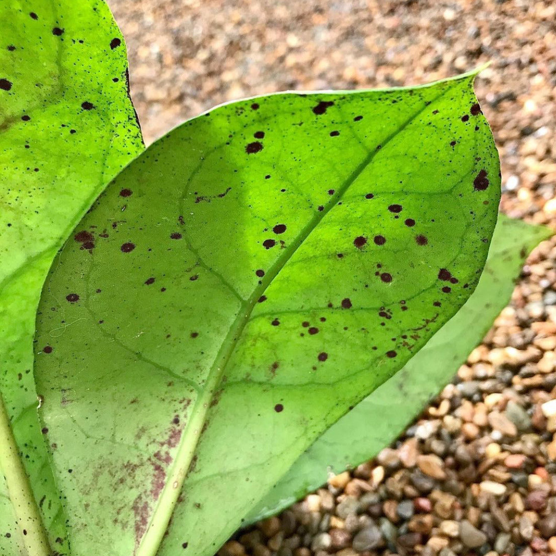 Hoya mitrata IML 1563 H110
