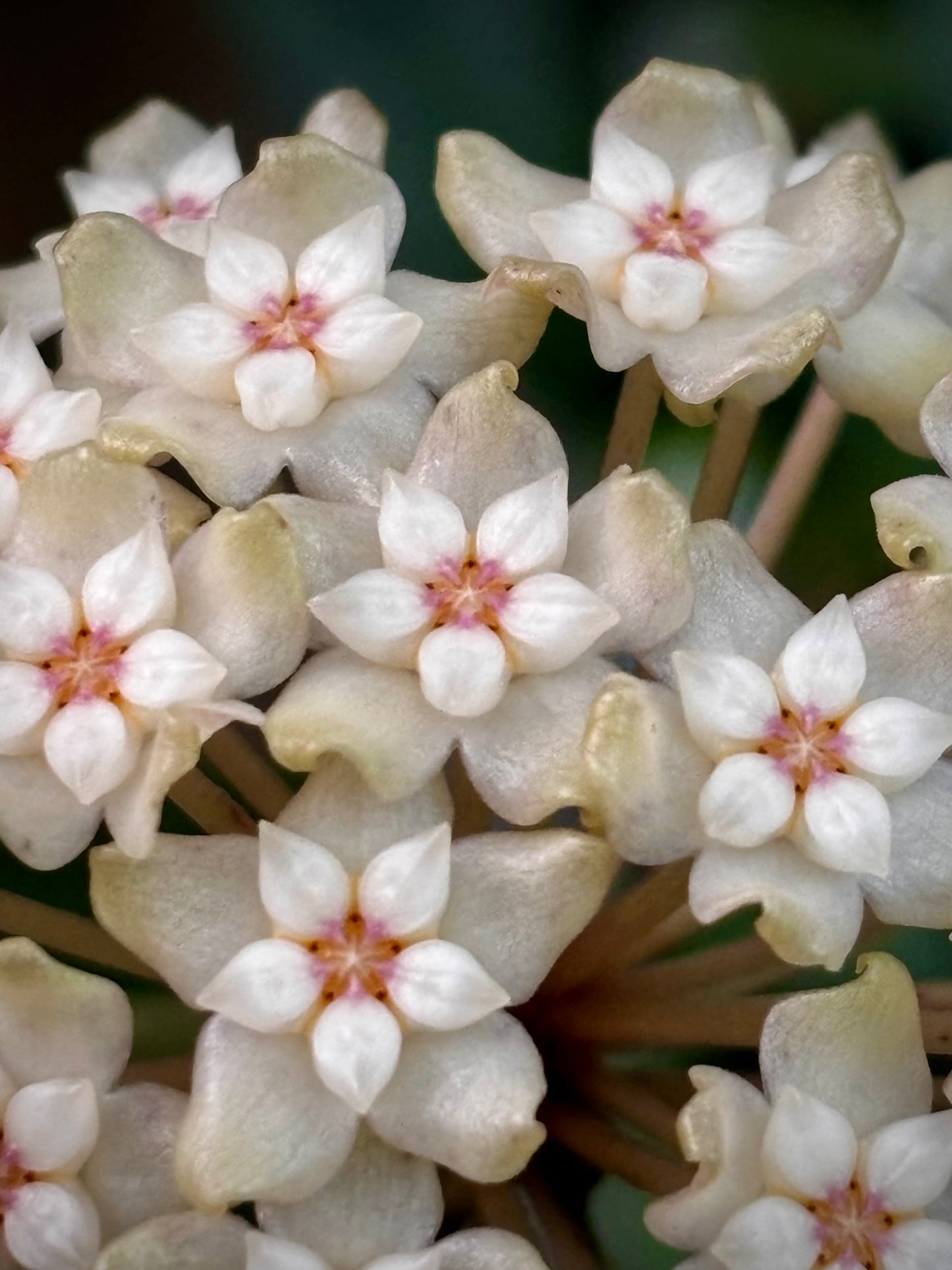 Hoya sp. Ko Chang Is. IML 1508 H127