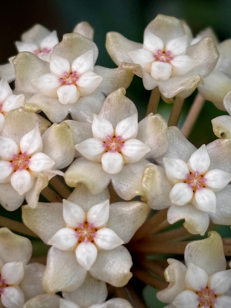 Hoya sp. Ko Chang Is. IML 1508 H127