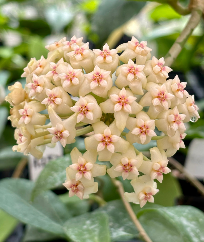 Hoya 'Christine' H180