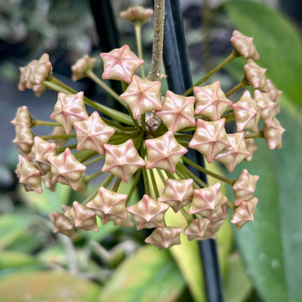 Hoya species 'Pink' H193