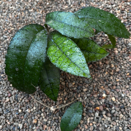 Hoya sp. Thailand IML 1420 H135