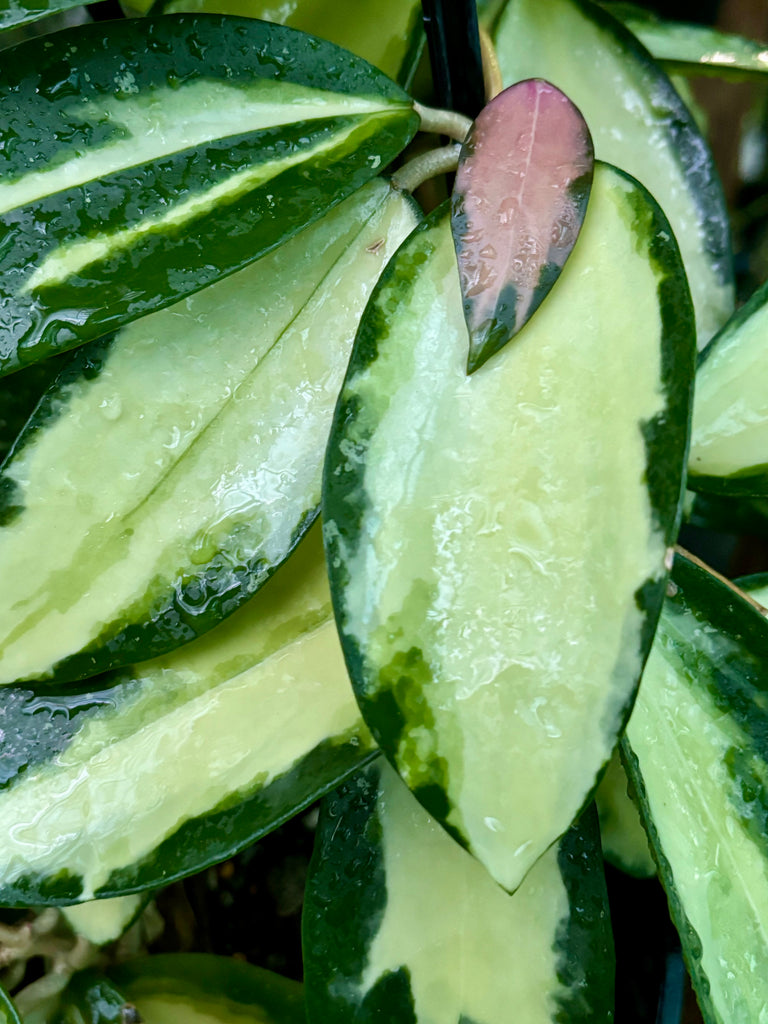 Hoya verticillata variegata IML 1578 H92