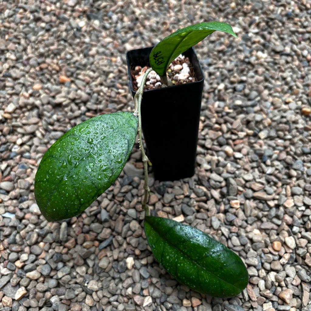 Hoya callistophylla Borneo IML 0554 H378