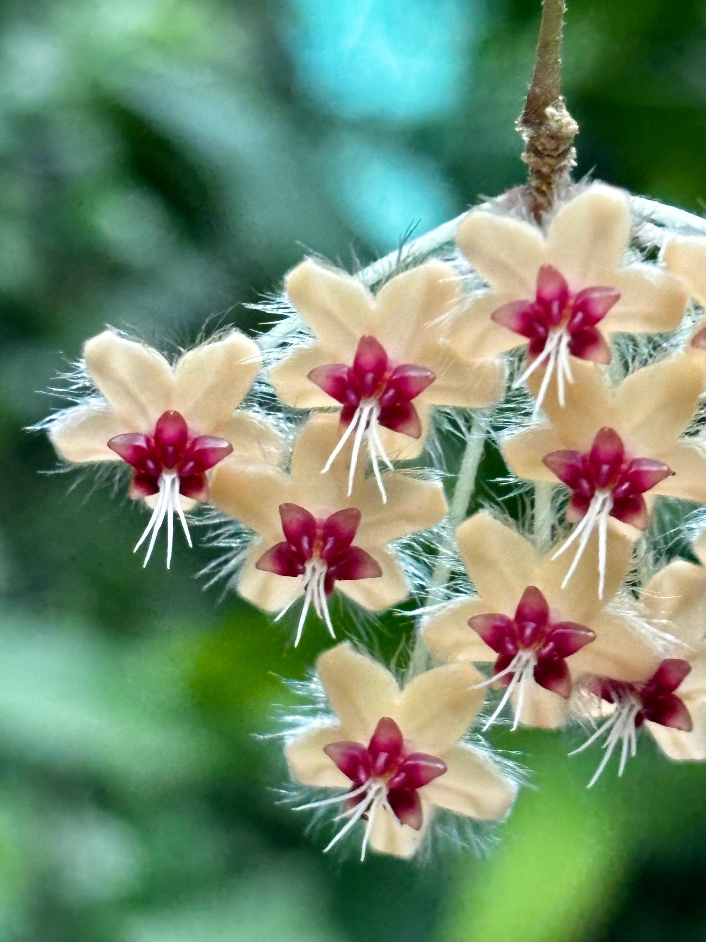 Hoya flagellata (gold) H344