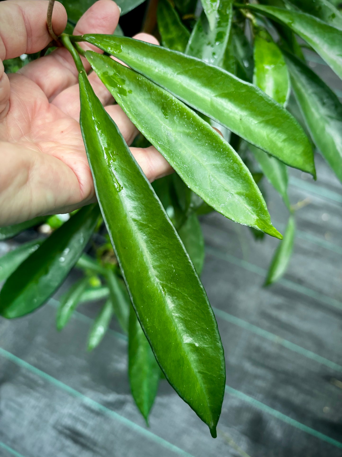 Hoya longifolia IML 0185 H257