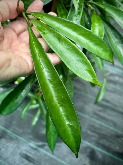 Hoya longifolia IML 0185 H257