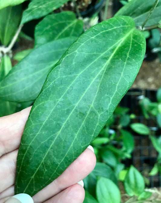 Hoya palawanica IML 1605 H254