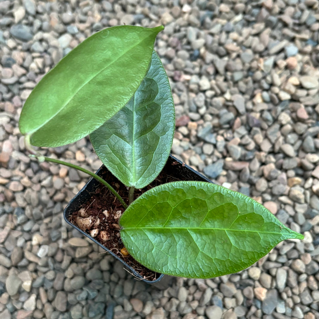 Hoya piestolepis H455