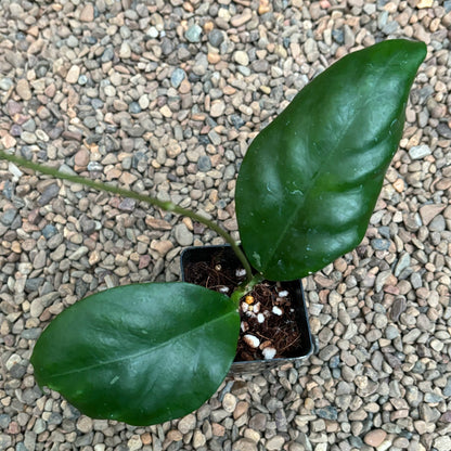 Hoya nervosa H379