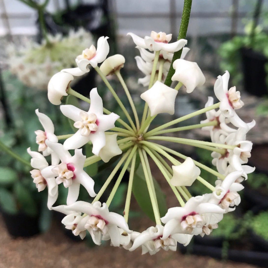 Hoya australis ssp. australis Silver Valley H211