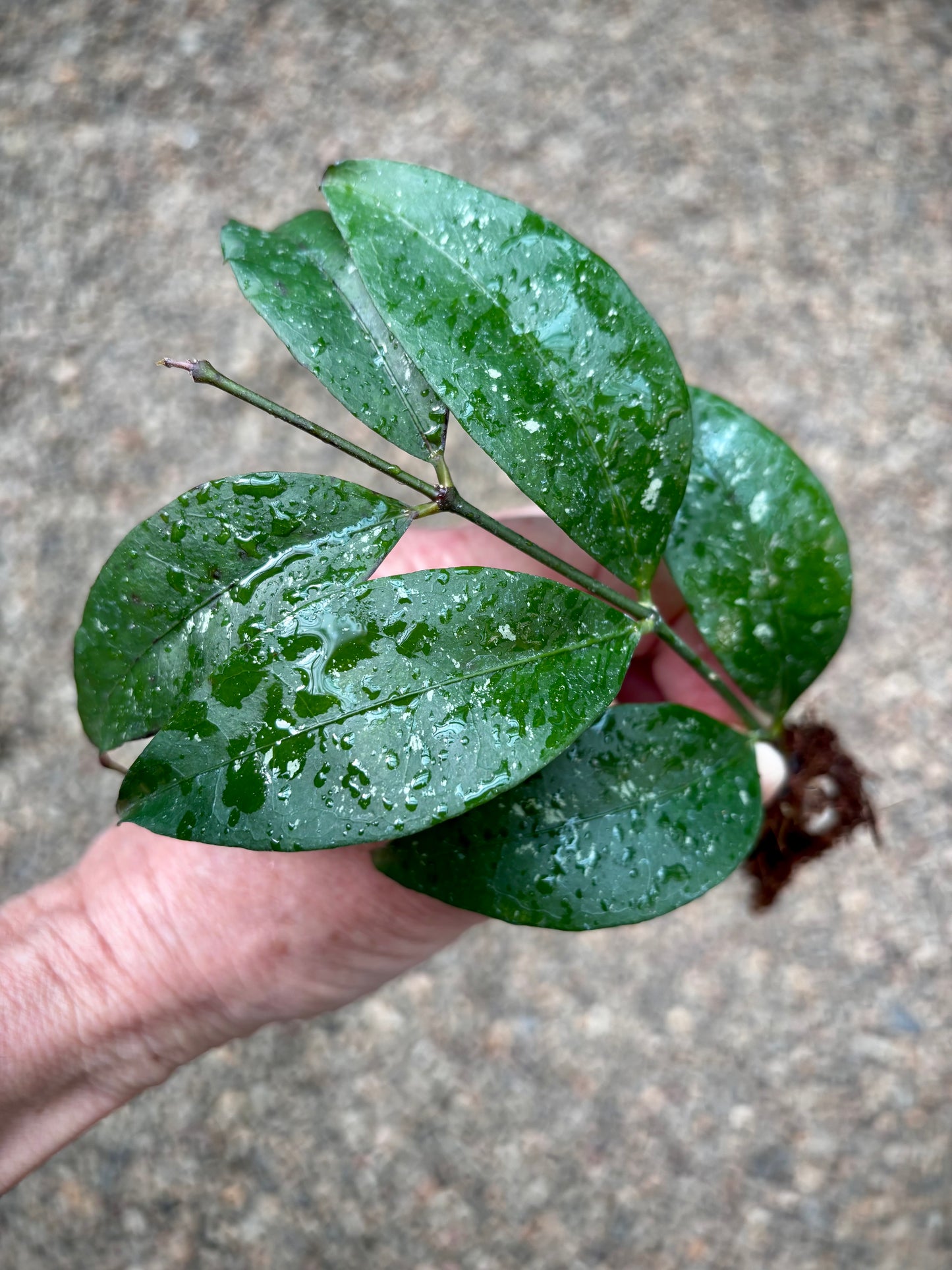 Hoya amicabilis H447