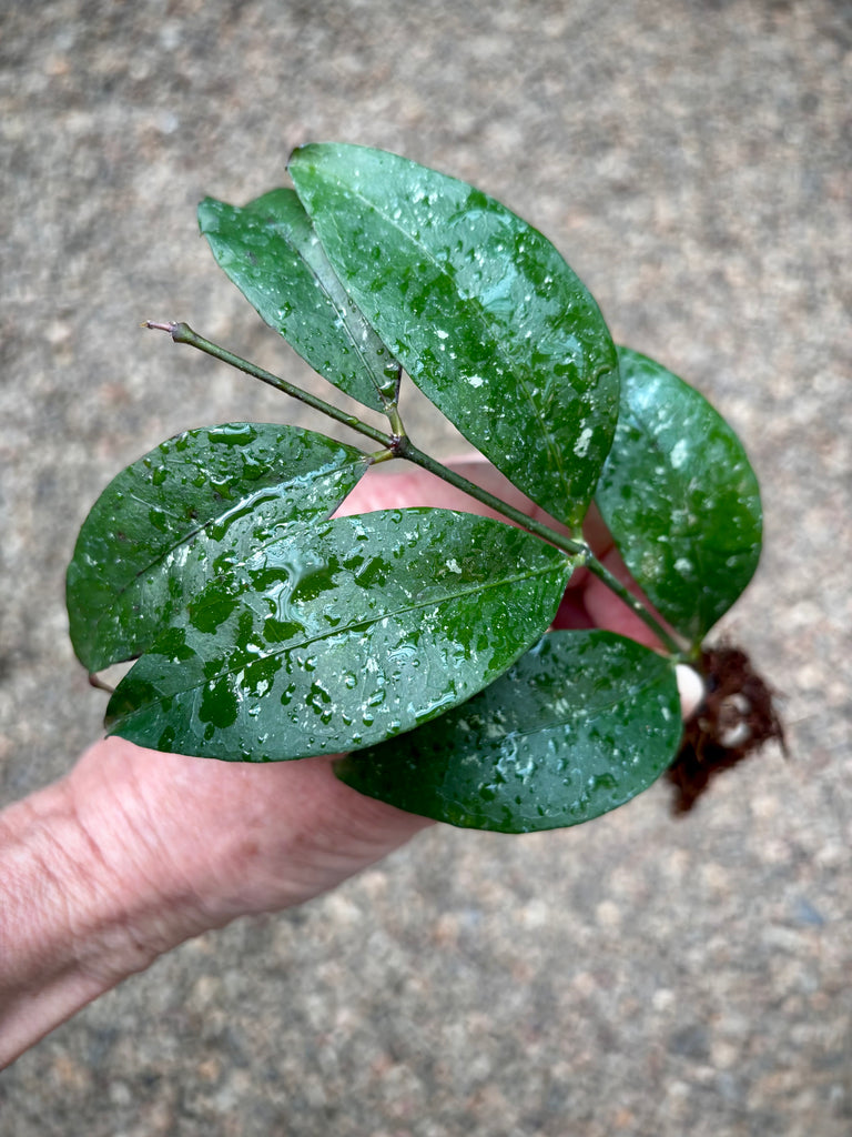 Hoya amicabilis H447