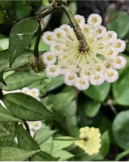 Hoya lacunosa H13