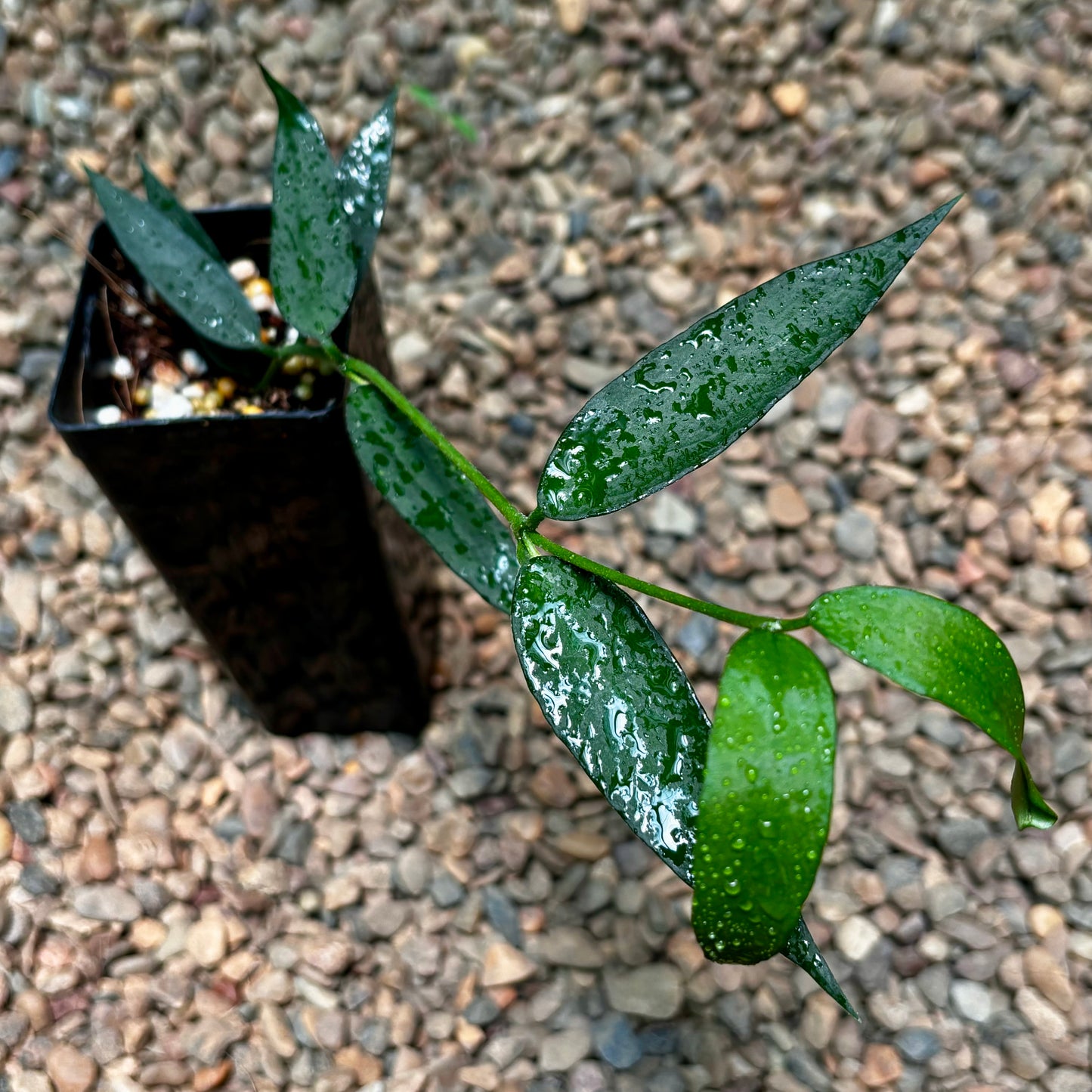 Hoya burmanica H412