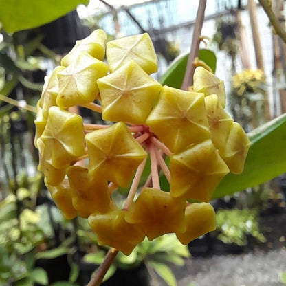 Hoya neocaledonica IML 1647 H166