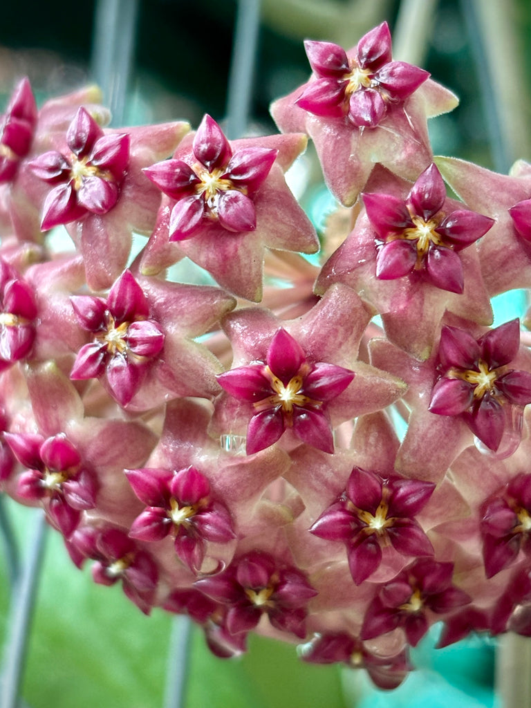 Hoya purpureo-fusca IML 0728 H79