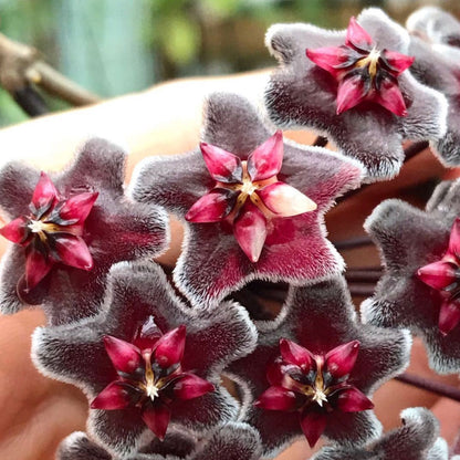 Hoya pubicalyx H165