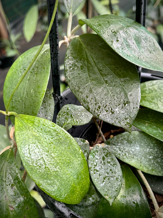 Hoya nicholsoniae McIlwraith Ra. IML 0022 H73