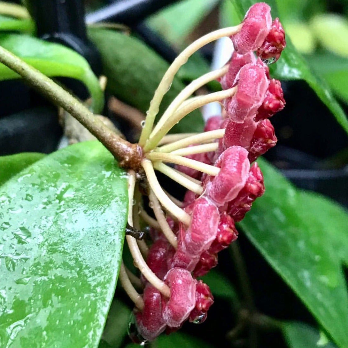Hoya halophila IML 1116 H103