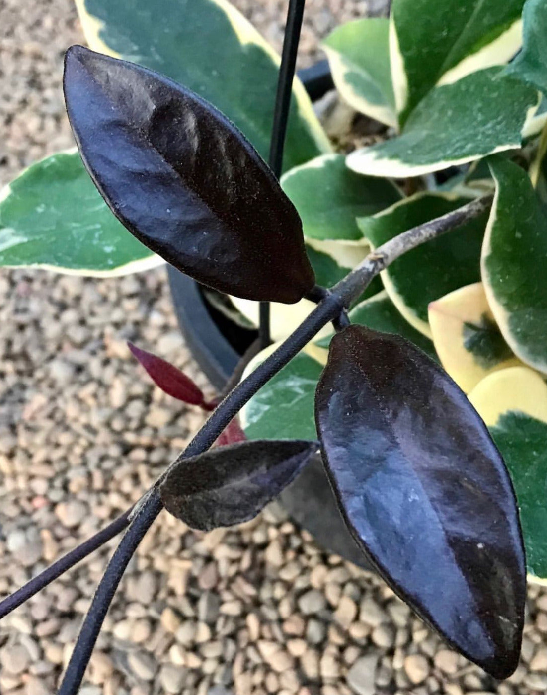 Hoya carnosa variegata 'Purple Pride' H216