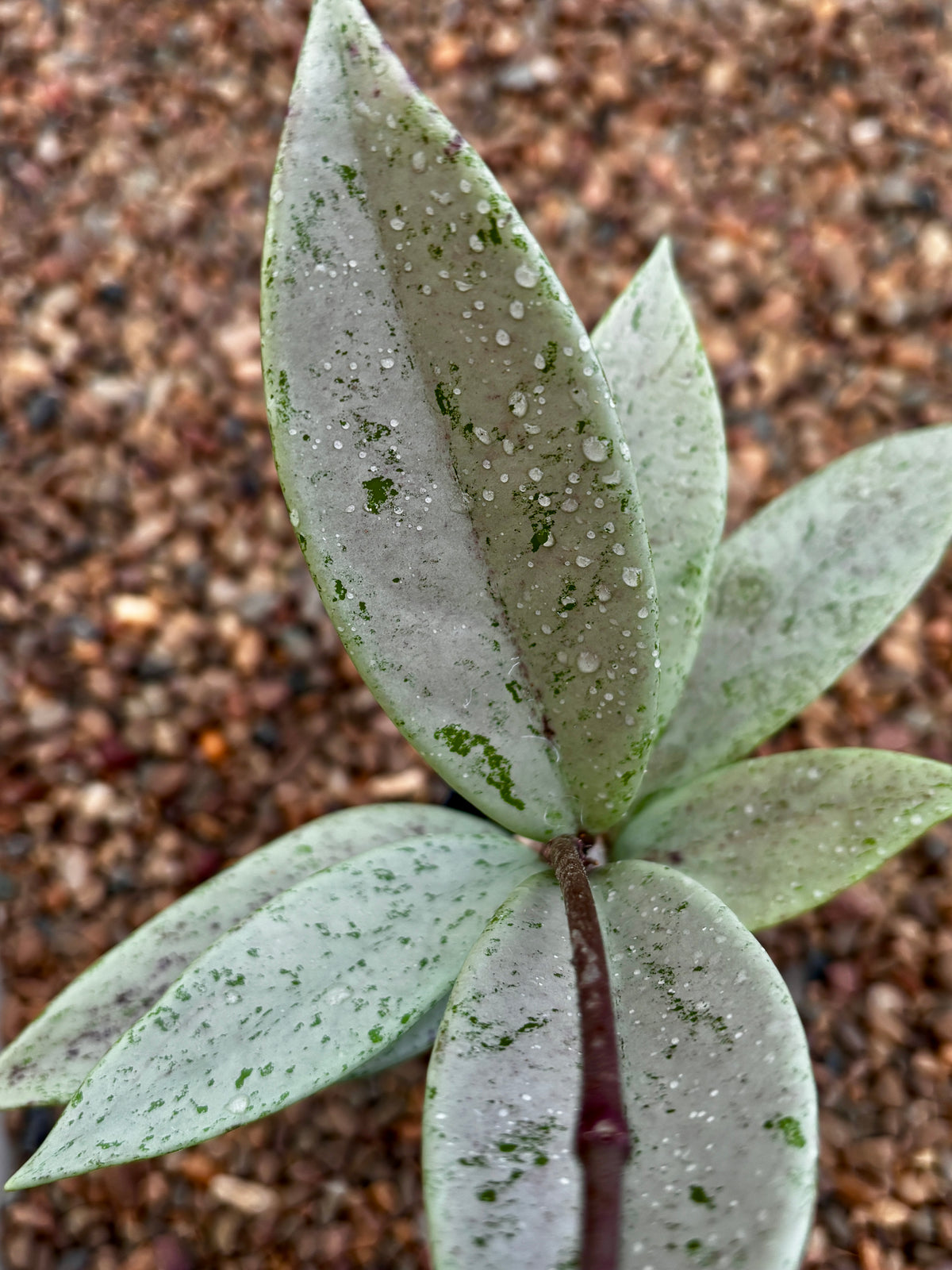 Hoya pubicalyx 'Pink Silver Ghost' H491