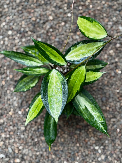 Hoya latifolia 'Pot of Gold' H384