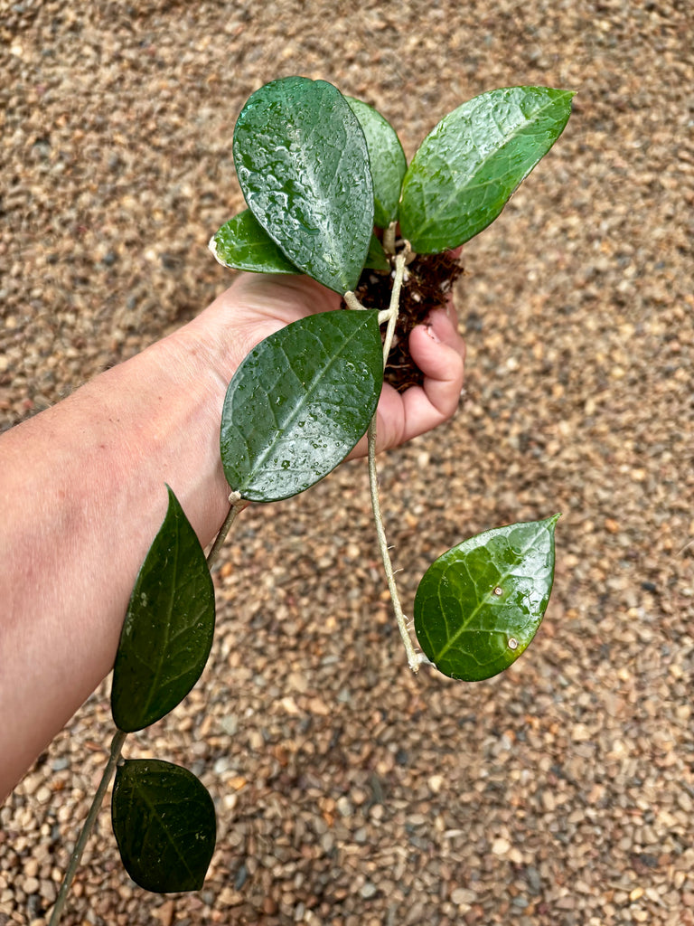 Hoya sp. Sumbawa H458
