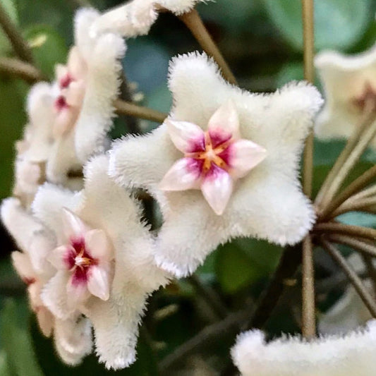 Hoya 'Mathilde' H266