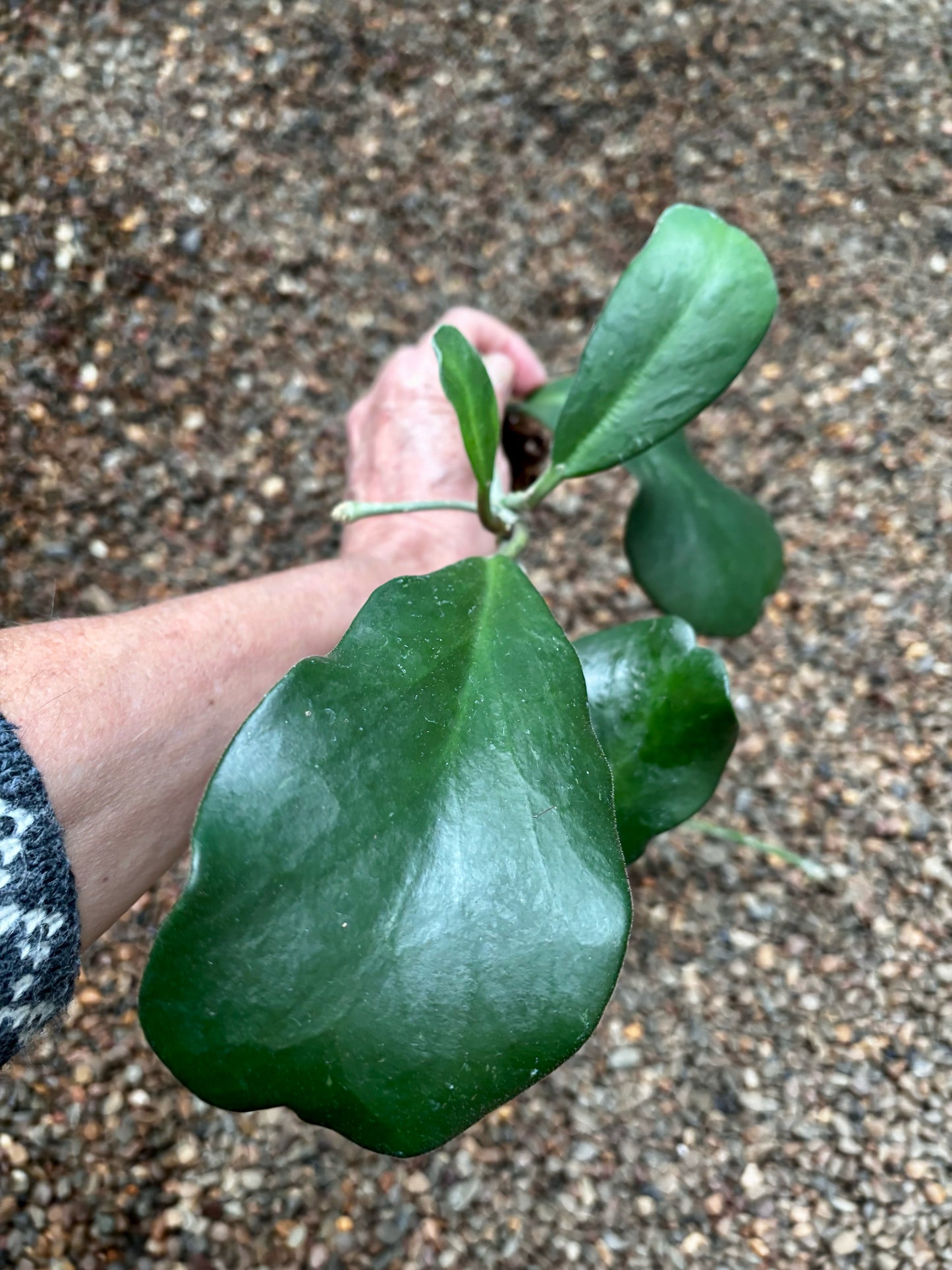 Hoya kerrii pubescent IML 0784 H105